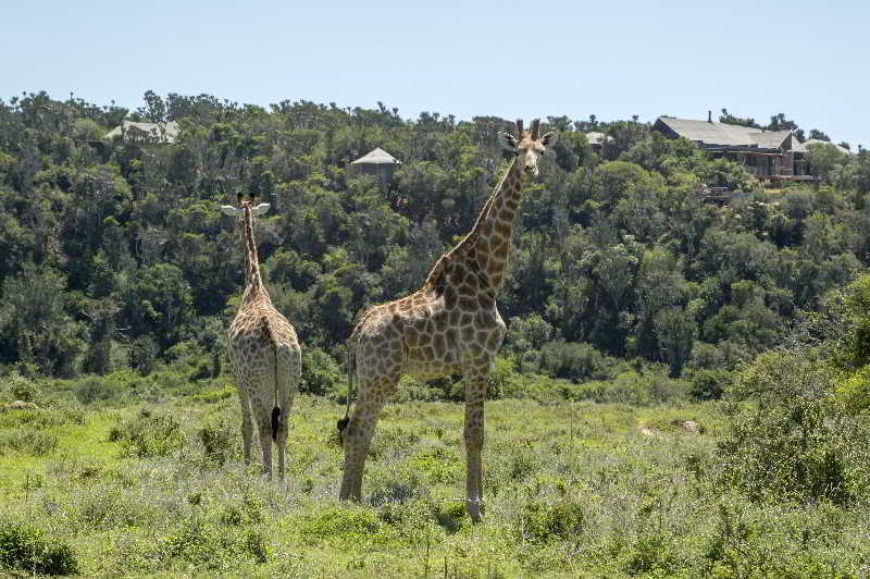 Kariega Game Reserve Bushman's River Mouth Esterno foto